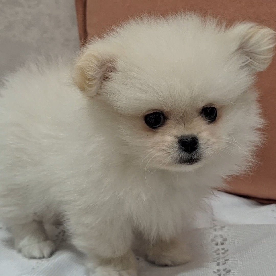 福岡県のペキポメ/ポメペキ(ペキニーズ×ポメラニアン) (犬の家＆猫の里くりえいと宗像店/2026年1月14日生まれ/男の子/クリーム)の子犬の3枚目の画像
