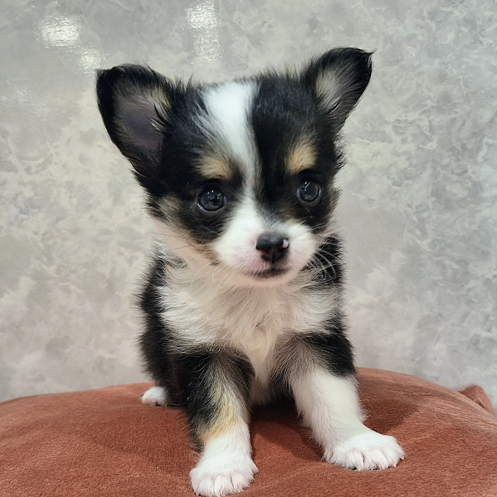 福岡県のチワワ(ロング) (犬の家＆猫の里くりえいと宗像店/2026年1月13日生まれ/男の子/ブラックタンホワイト)の子犬の3枚目の画像