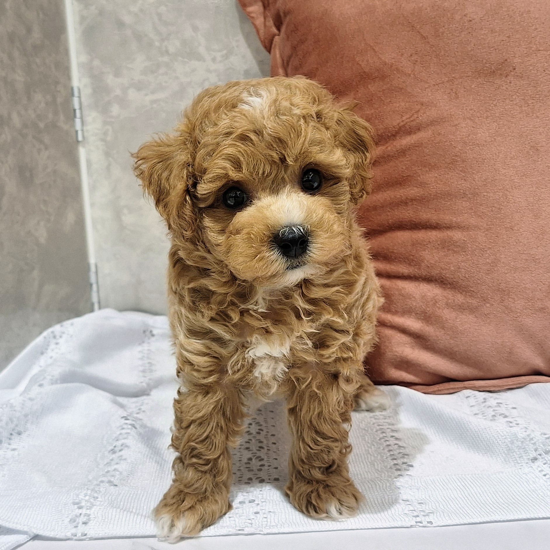 福岡県のビションプー(ビションフリーゼ×プードル) (犬の家＆猫の里くりえいと宗像店/2026年1月19日生まれ/男の子/アプリコット)の子犬の3枚目の画像