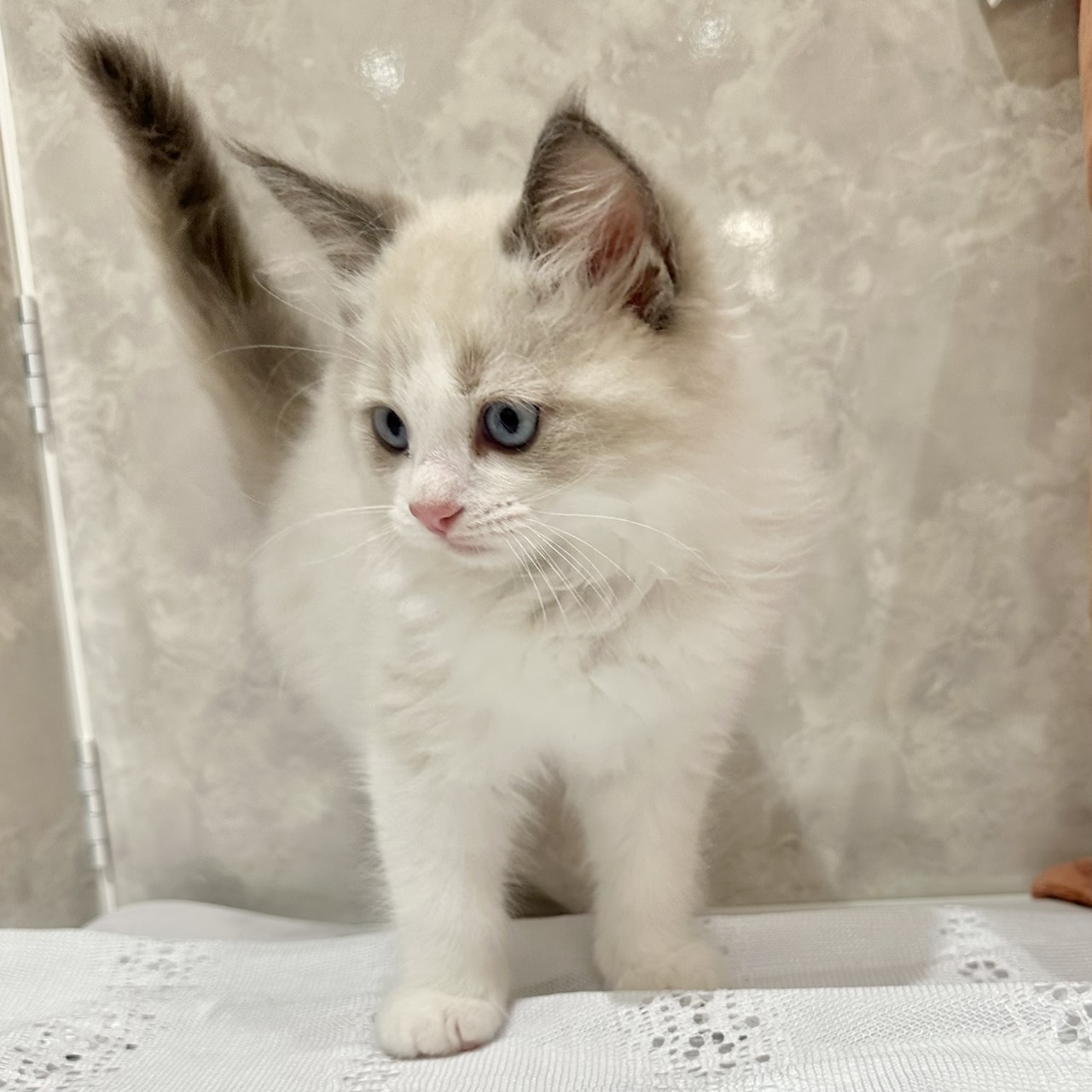 福岡県のラグドール (犬の家＆猫の里くりえいと宗像店/2026年1月18日生まれ/男の子/ブルーポイントバイカラー)の子猫の3枚目の画像