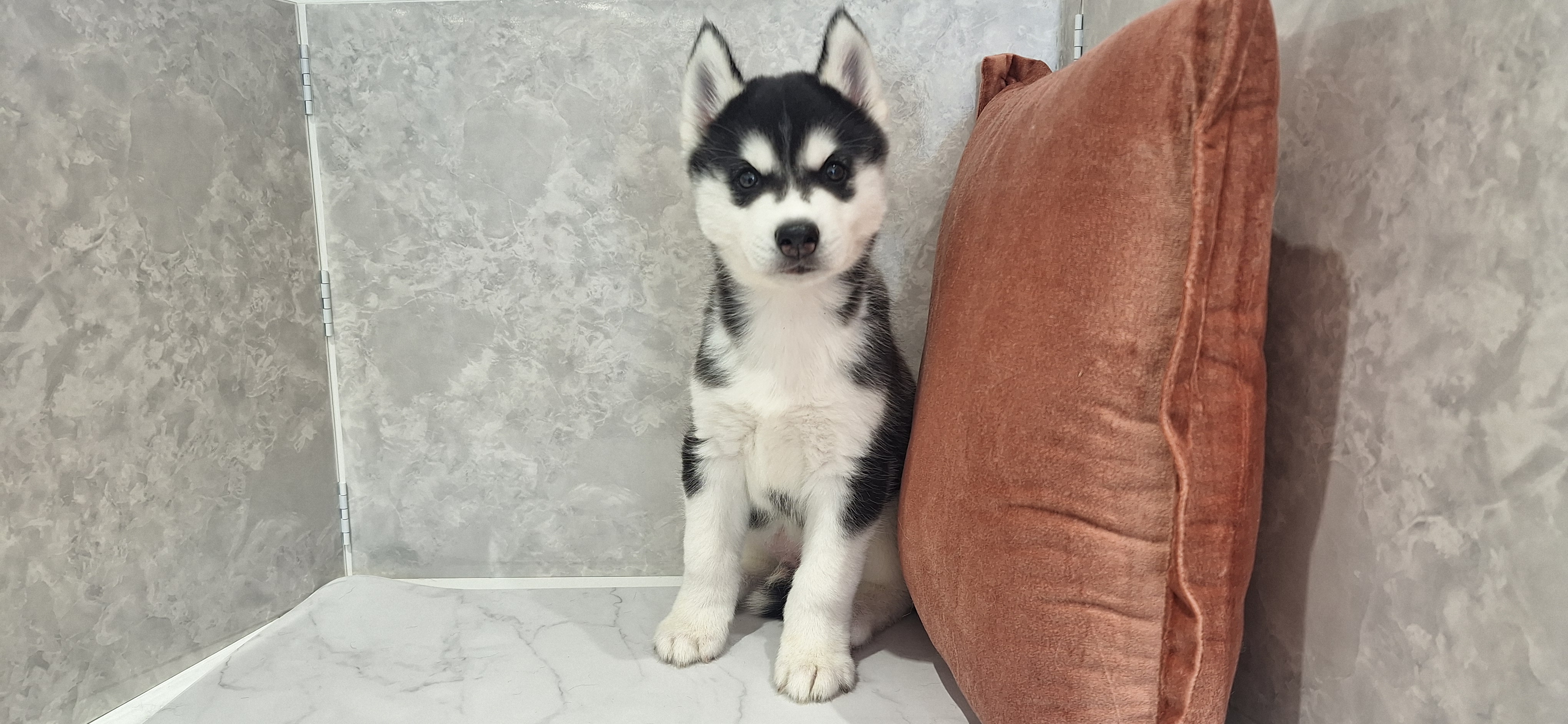 福岡県のシベリアンハスキー (犬の家＆猫の里くりえいと宗像店/2026年1月25日生まれ/男の子/ブラックホワイト)の子犬の3枚目の画像