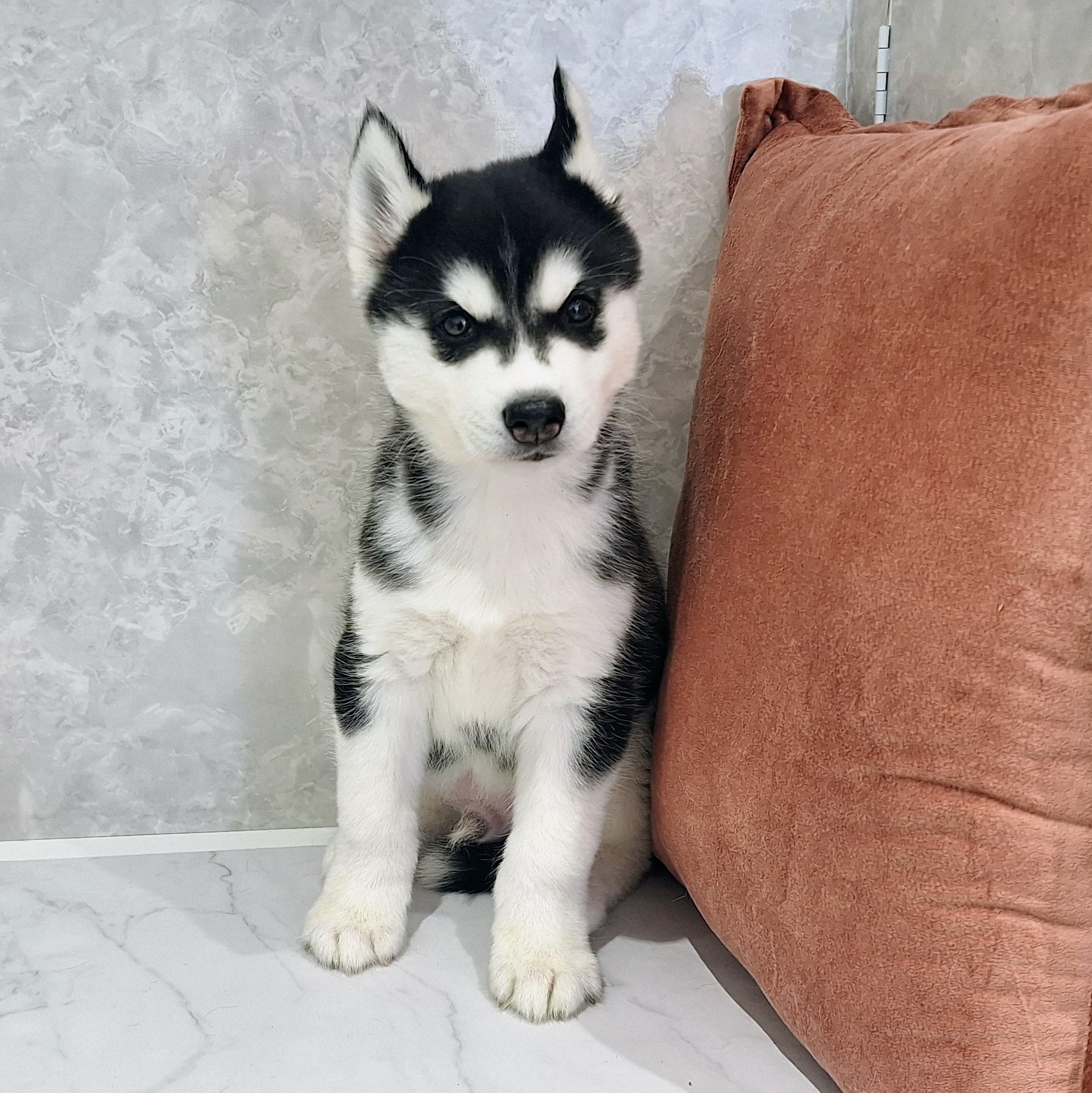 福岡県のシベリアンハスキー (犬の家＆猫の里くりえいと宗像店/2026年1月25日生まれ/男の子/ブラックホワイト)の子犬の3枚目の画像