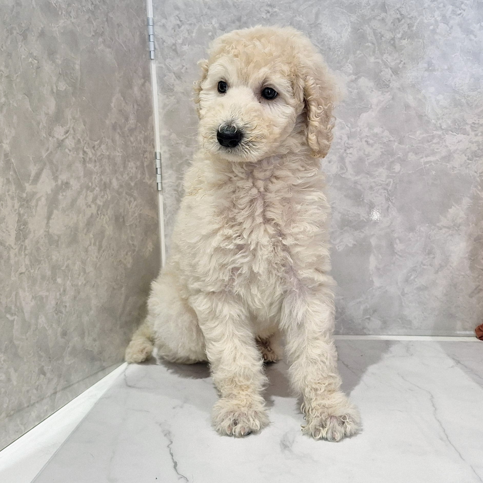 福岡県のスタンダードプードル (犬の家＆猫の里くりえいと宗像店/2026年1月27日生まれ/男の子/ホワイト)の子犬の3枚目の画像