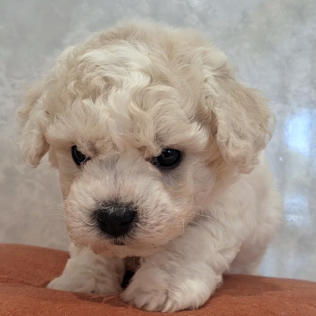 福岡県のビションフリーゼ (犬の家＆猫の里くりえいと宗像店/2026年1月27日生まれ/男の子/ホワイト)の子犬の3枚目の画像