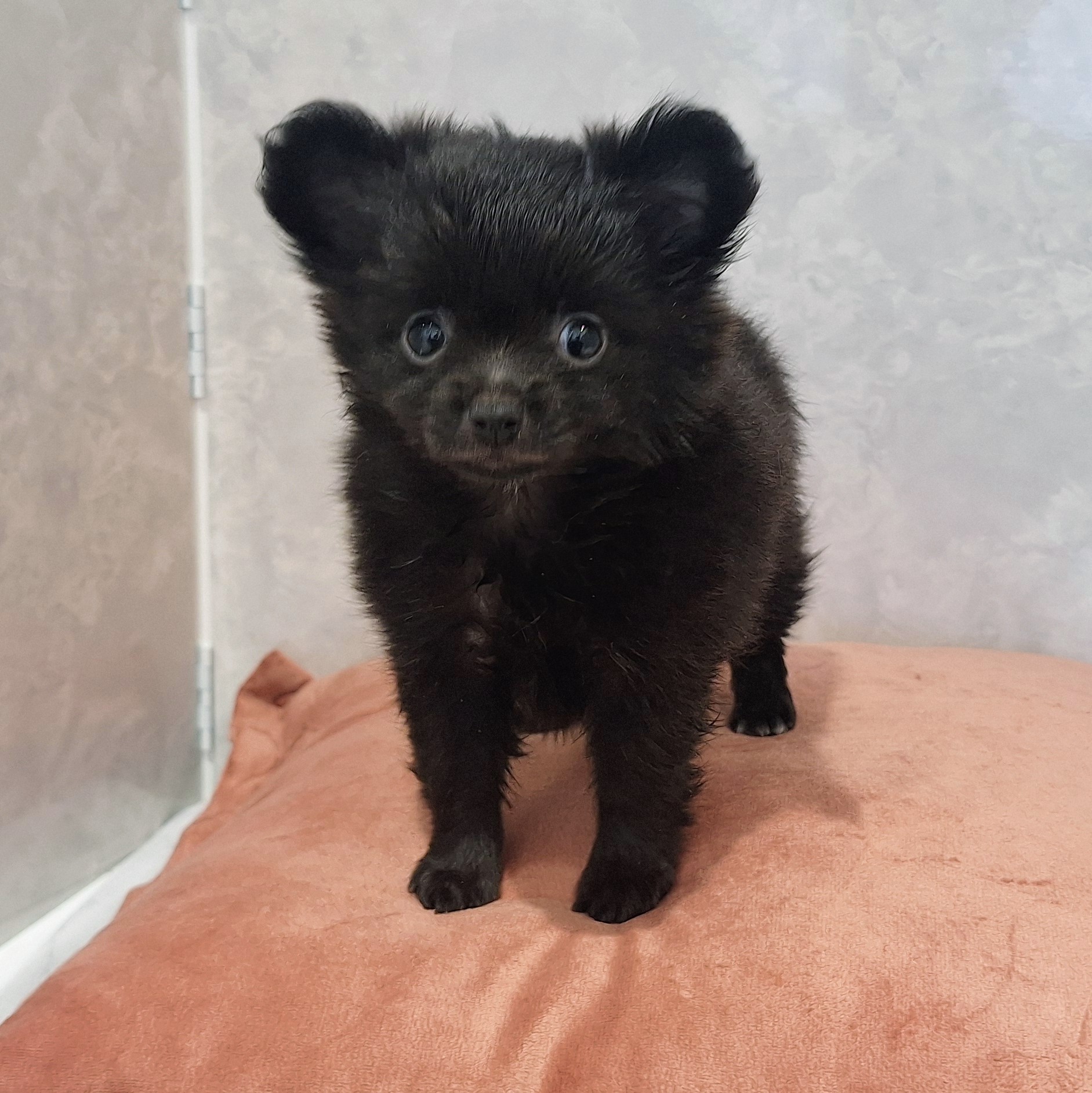 福岡県のポメチワ/チワポメ/ポメチー(ポメラニアン×チワワ) (犬の家＆猫の里くりえいと宗像店/2026年1月24日生まれ/女の子/ブラック)の子犬の3枚目の画像