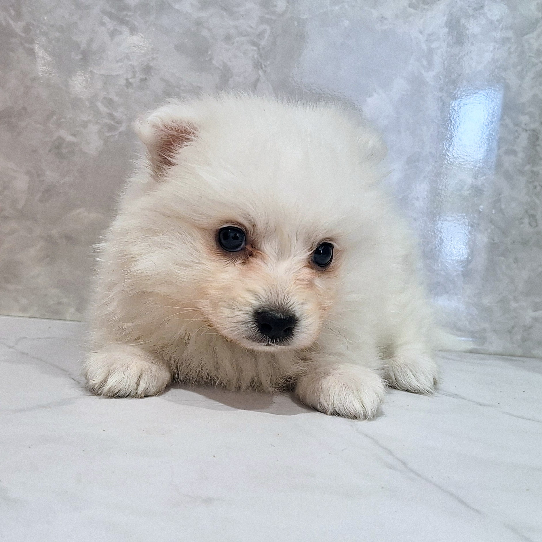 福岡県の日本スピッツ (犬の家＆猫の里くりえいと宗像店/2026年1月26日生まれ/女の子/ホワイト)の子犬の3枚目の画像