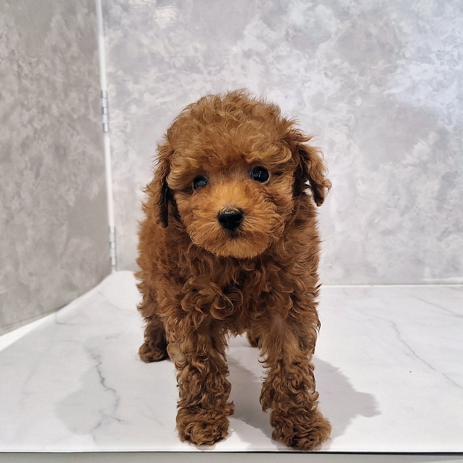 福岡県のトイプードル(タイニー) (犬の家＆猫の里くりえいと宗像店/2026年1月25日生まれ/男の子/レッドフォーン)の子犬の3枚目の画像