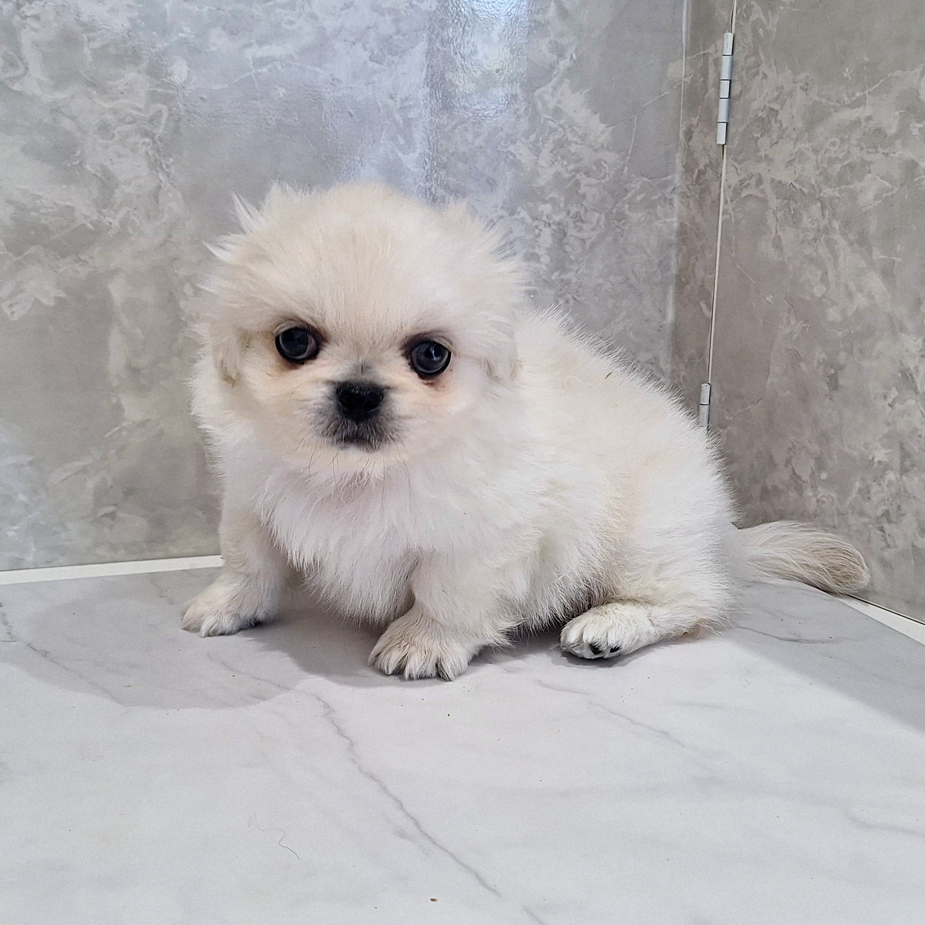 福岡県のペキニーズ (犬の家＆猫の里くりえいと宗像店/2026年1月26日生まれ/男の子/クリーム)の子犬の3枚目の画像