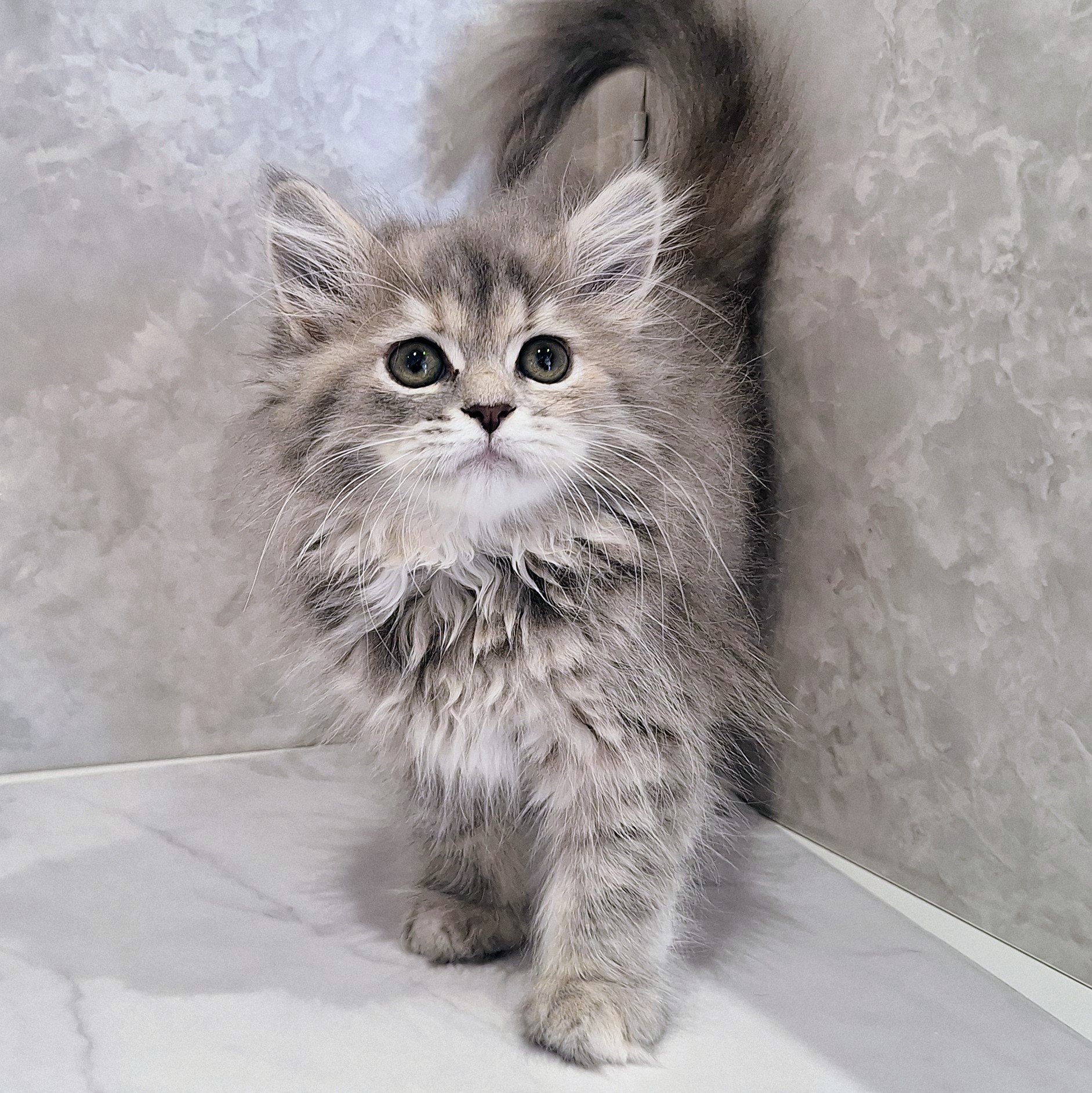 福岡県のラガマフィン (犬の家＆猫の里くりえいと宗像店/2026年1月25日生まれ/女の子/ブルータビー)の子猫の3枚目の画像