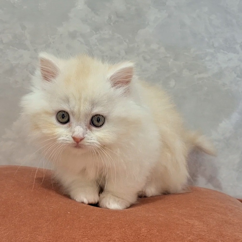 福岡県のマンチカン (犬の家＆猫の里くりえいと宗像店/2026年2月10日生まれ/女の子/クリームタビーホワイト)の子猫の3枚目の画像