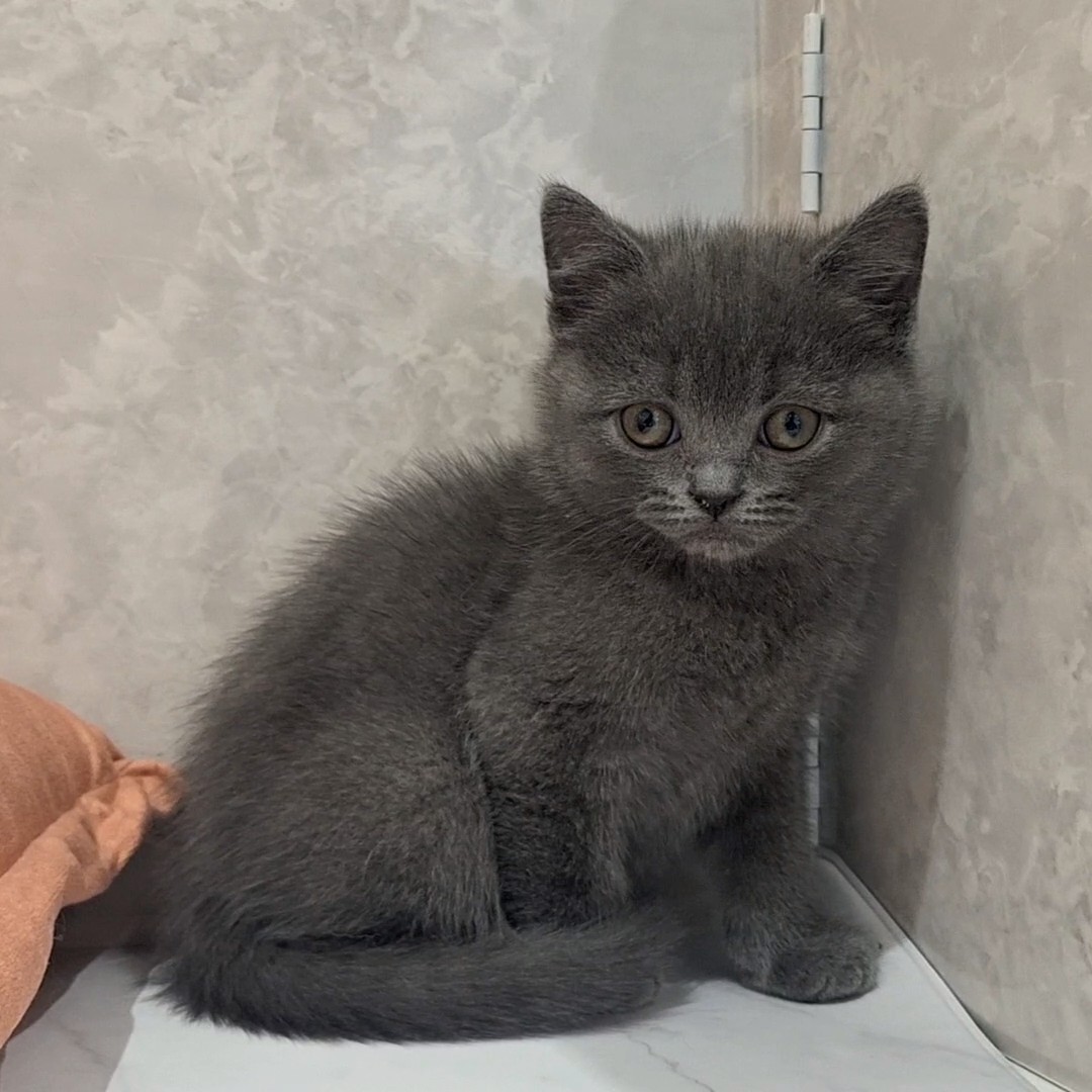福岡県のブリティッシュショートヘアー (犬の家＆猫の里くりえいと宗像店/2026年2月10日生まれ/男の子/ブルー)の子猫の1枚目の画像