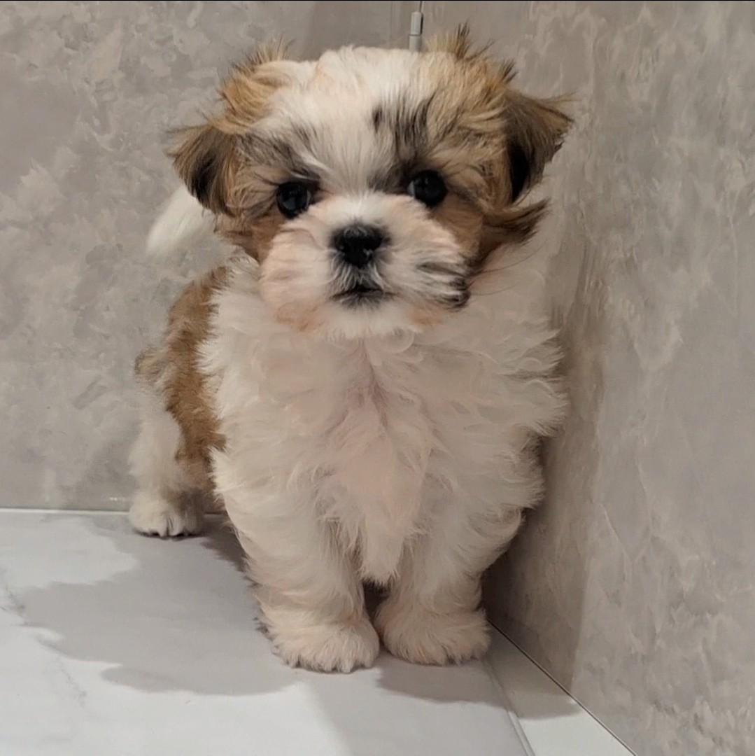 福岡県のマルズー/マルシーズ(マルチーズ×シーズー) (犬の家＆猫の里くりえいと宗像店/2026年2月4日生まれ/男の子/ホワイトゴールド)の子犬の3枚目の画像