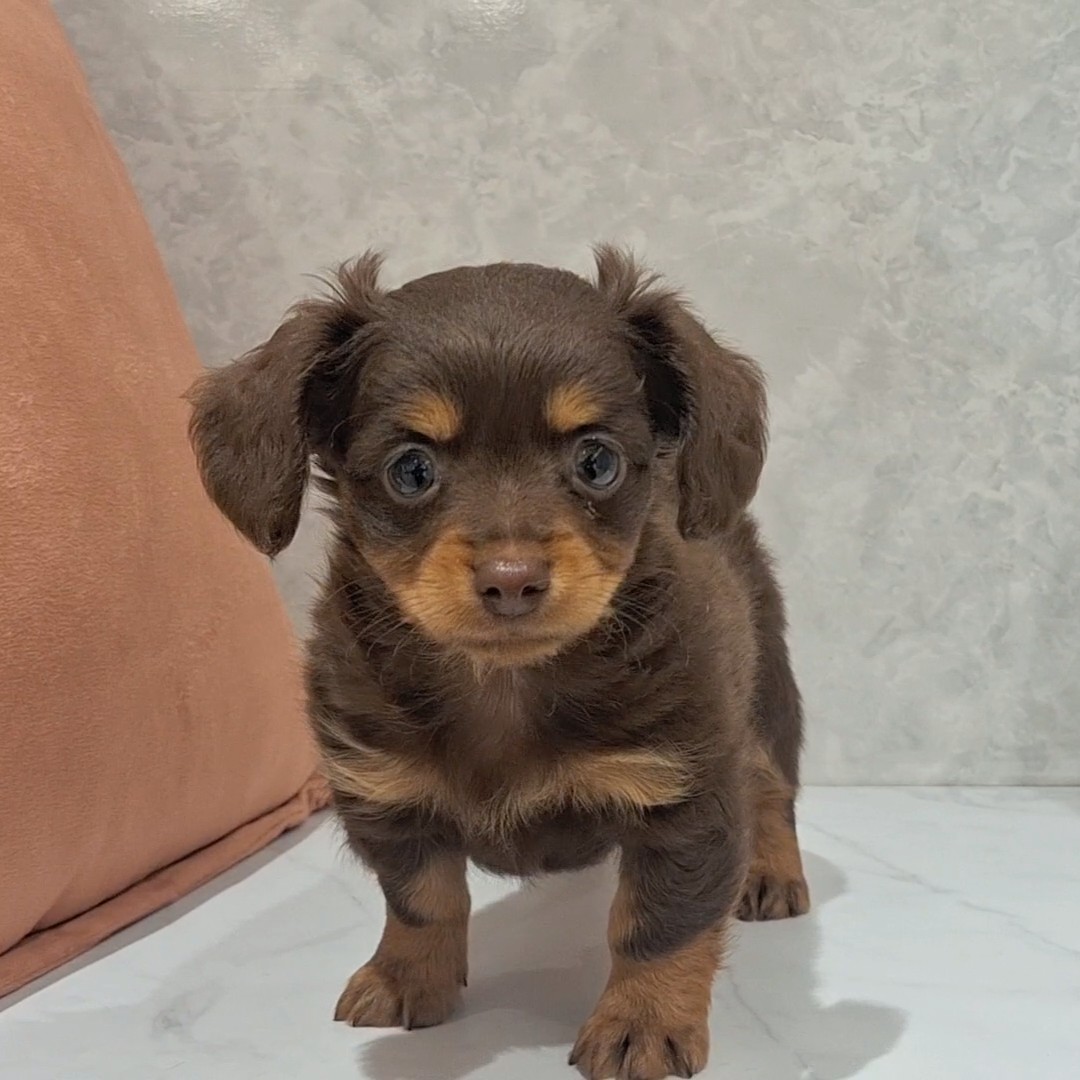 福岡県のチワックス(チワワ×ダックス) (犬の家＆猫の里くりえいと宗像店/2026年2月9日生まれ/男の子/チョコレートタン)の子犬の3枚目の画像