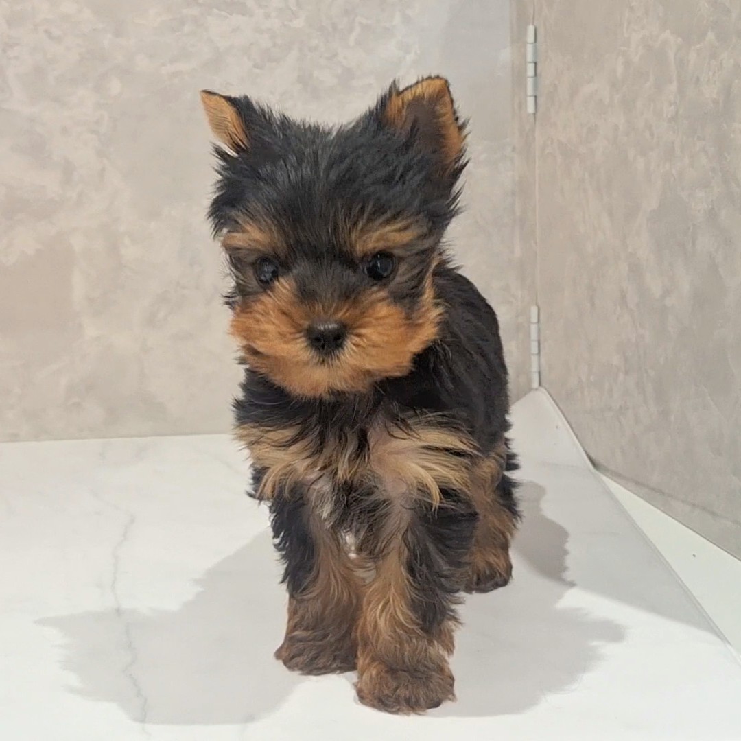 福岡県のヨークシャーテリア (犬の家＆猫の里くりえいと宗像店/2026年2月8日生まれ/男の子/スチールブルータン)の子犬の3枚目の画像