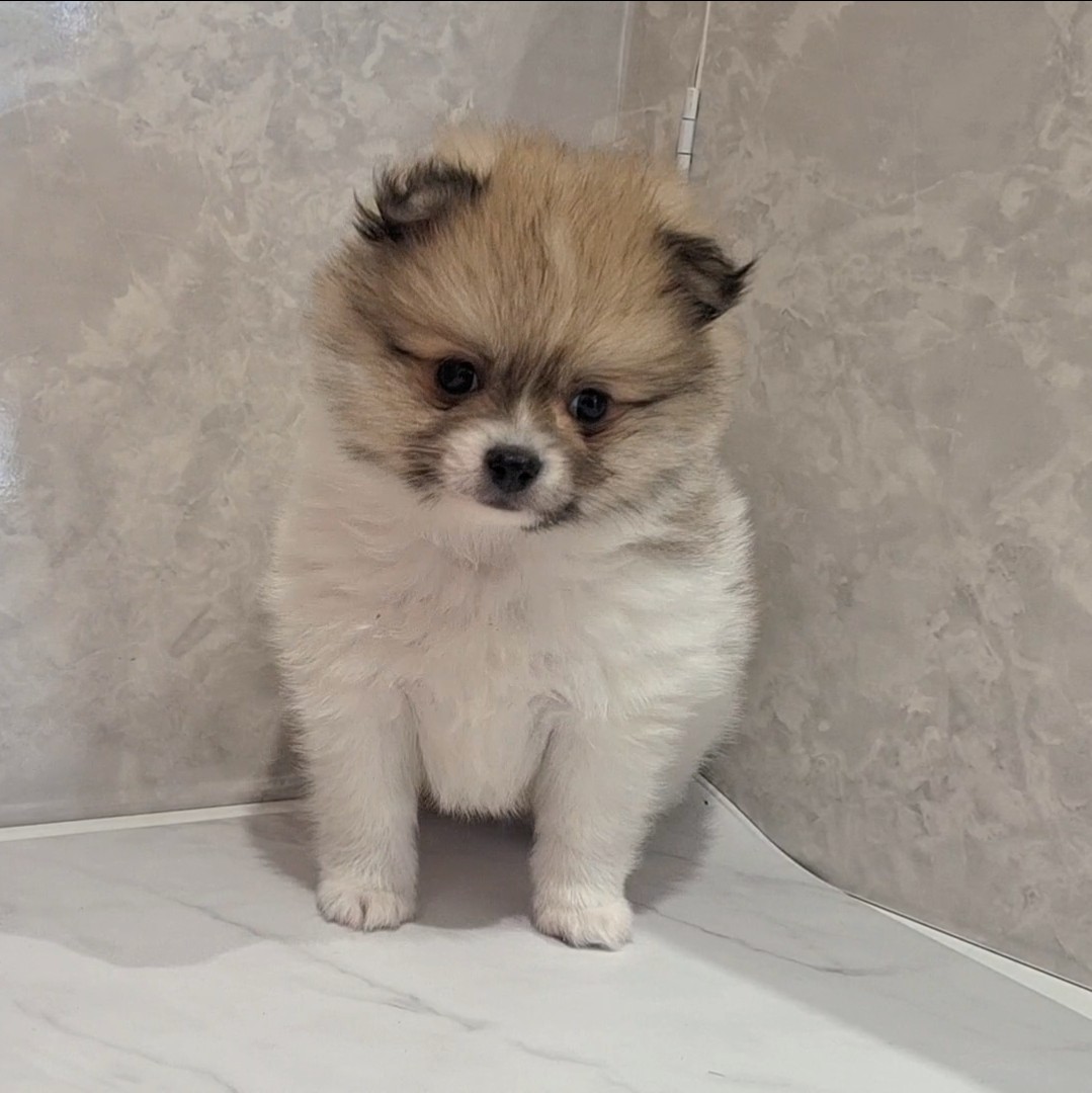 福岡県のポメチワ/チワポメ/ポメチー(ポメラニアン×チワワ) (犬の家＆猫の里くりえいと宗像店/2026年2月7日生まれ/男の子/パーティーカラー)の子犬の3枚目の画像