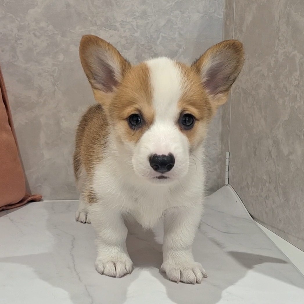 福岡県のウェルシュコーギーペンブローク (犬の家＆猫の里くりえいと宗像店/2026年2月8日生まれ/男の子/レッドホワイト)の子犬の3枚目の画像