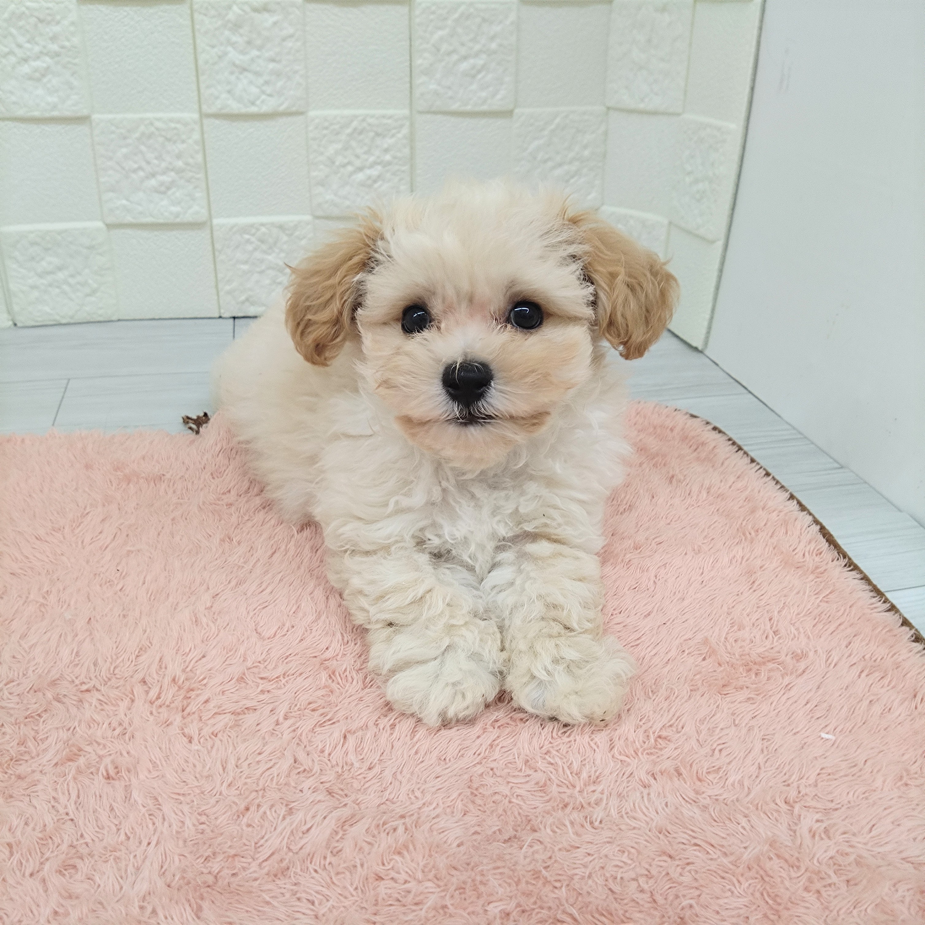 愛知県のマルプー(マルチーズ×プードル) (犬の家＆猫の里碧南店/2025年6月24日生まれ/男の子/クリーム)の子犬の3枚目の画像