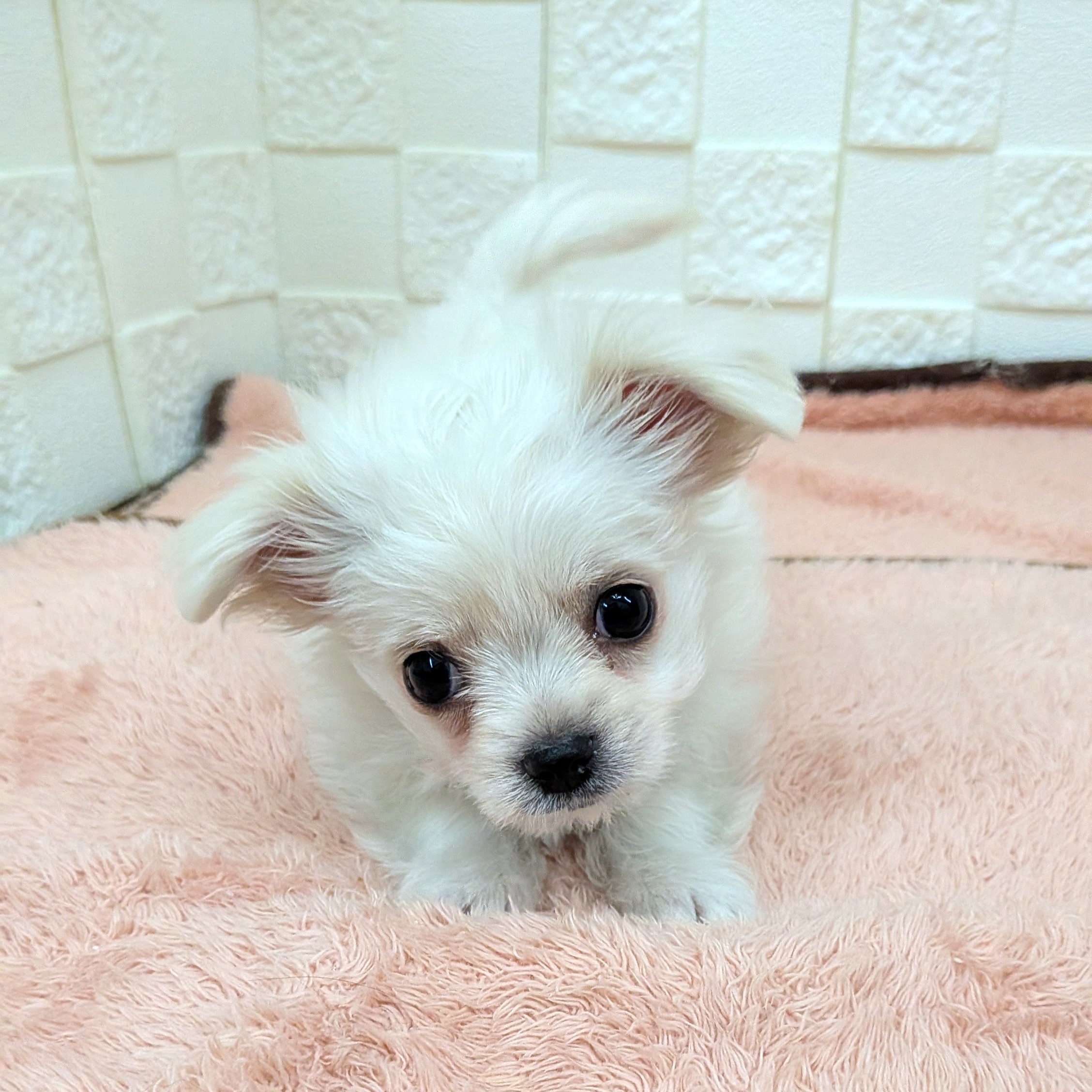 愛知県のチワマル/マルチワ(チワワ×マルチーズ) (犬の家＆猫の里碧南店/2025年10月20日生まれ/男の子/クリームホワイト)の子犬の3枚目の画像