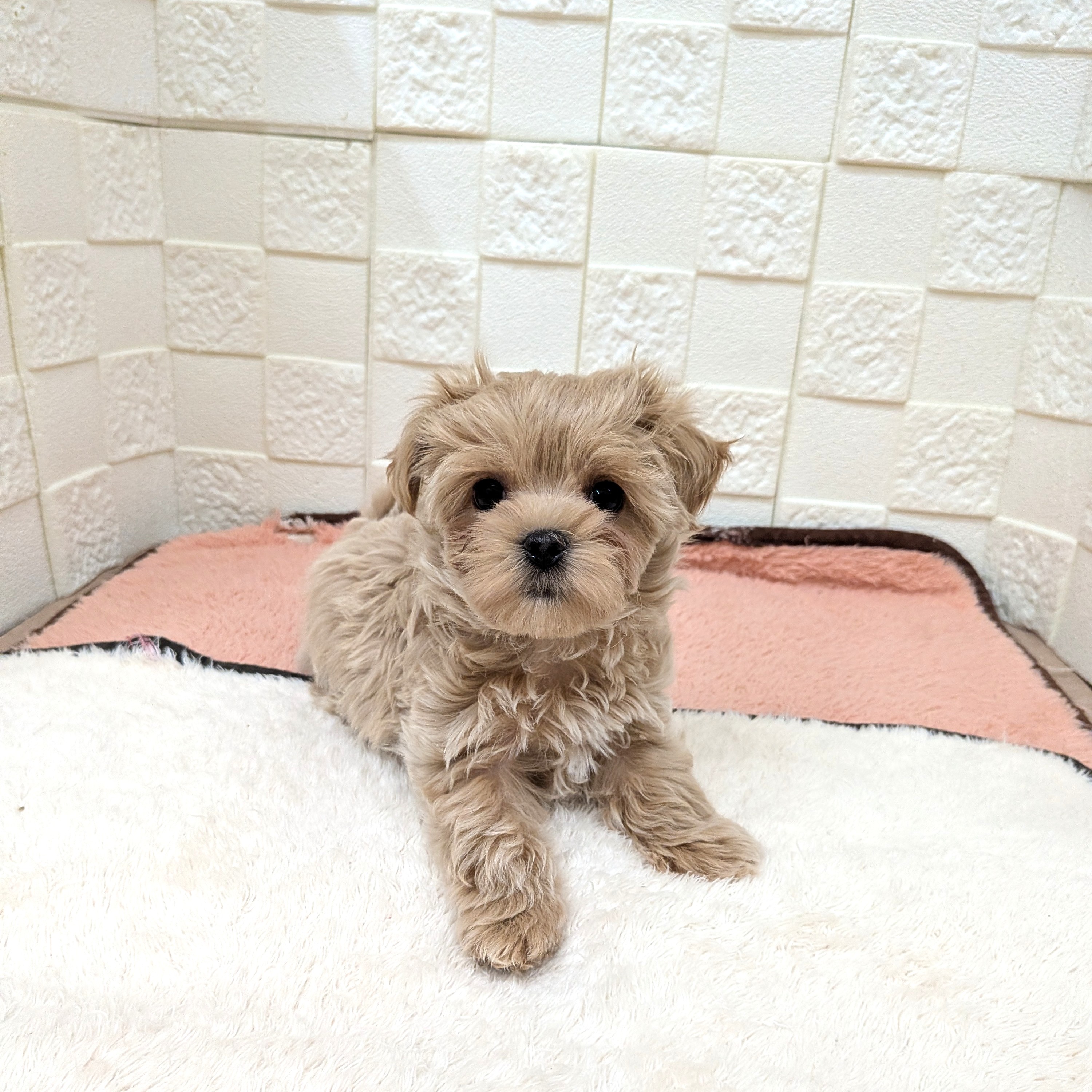 愛知県のマルプー(マルチーズ×プードル) (犬の家＆猫の里碧南店/2025年10月28日生まれ/女の子/アプリコット)の子犬の3枚目の画像