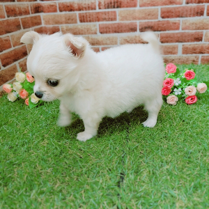 ペット画像3