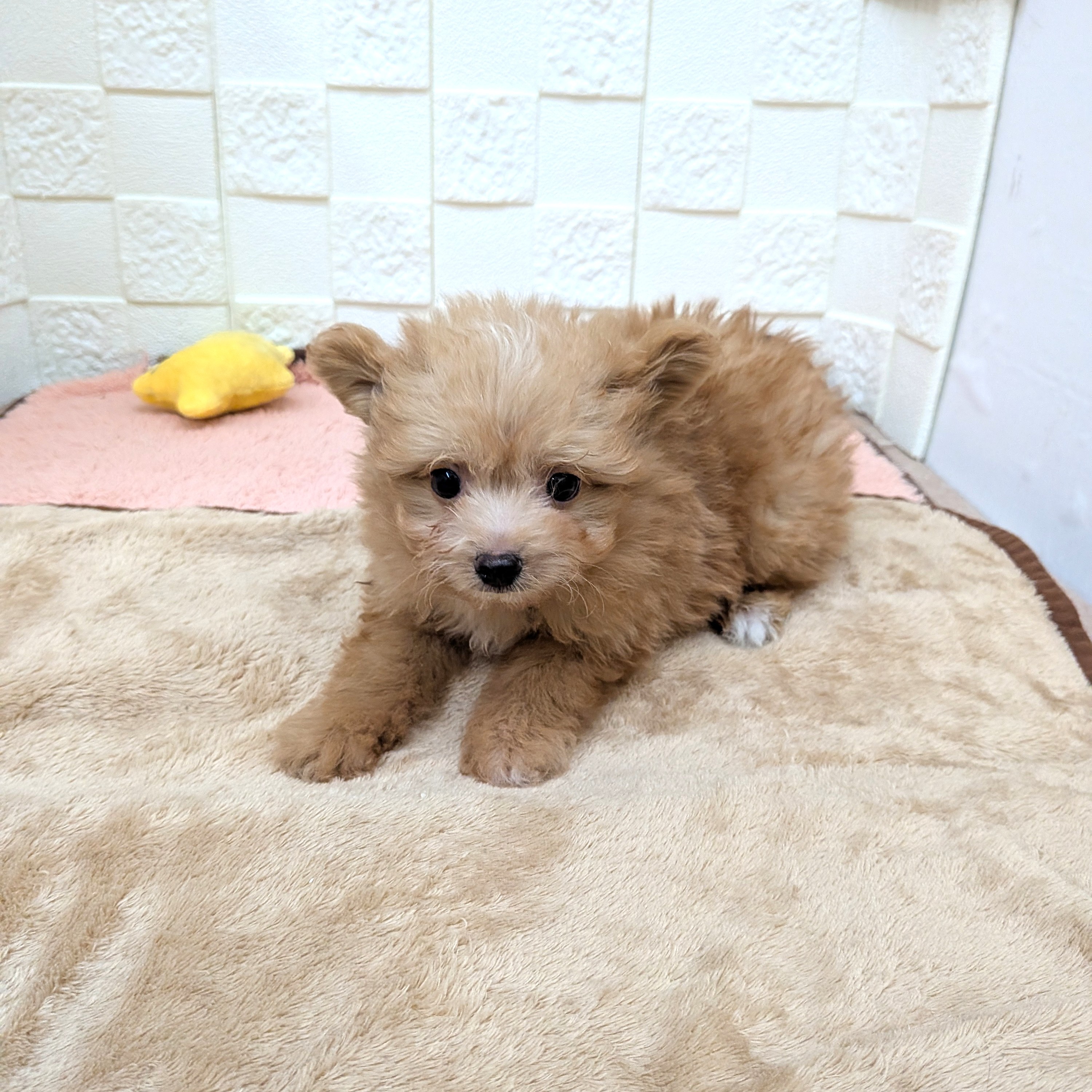 愛知県のポメプー(ポメラニアン×プードル) (犬の家＆猫の里碧南店/2025年10月28日生まれ/男の子/アプリコット)の子犬の3枚目の画像