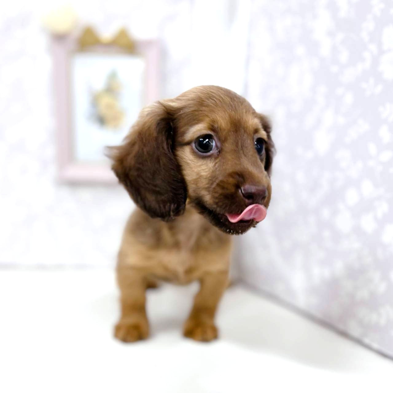 富山県のミニチュアダックスフンド(ロング) (犬の家＆猫の里アミーゴ高岡蓮花寺店/2025年12月22日生まれ/女の子/チョコレートタン)の子犬の3枚目の画像