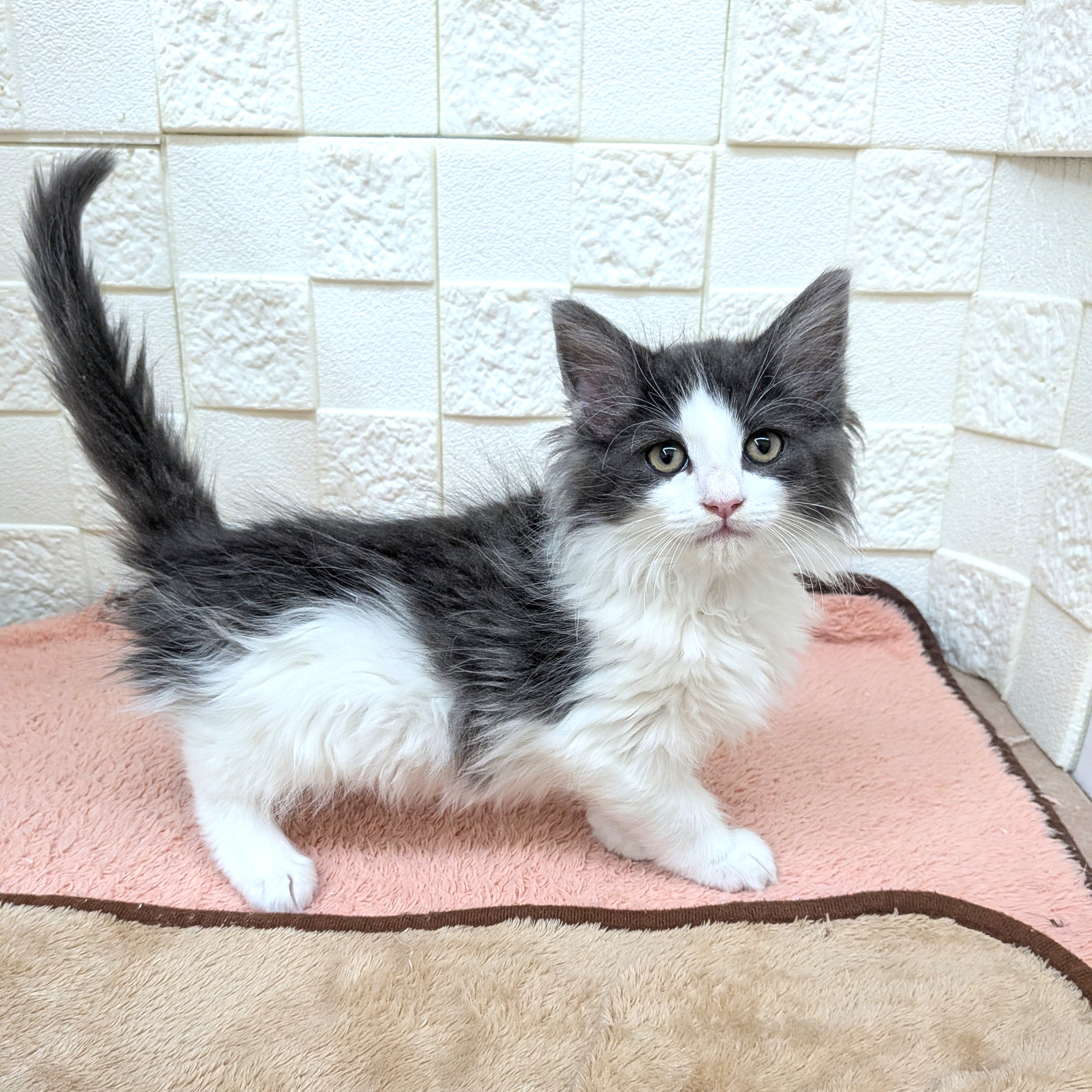 愛知県のノルウェージャンフォレストキャット (犬の家＆猫の里碧南店/2025年10月31日生まれ/男の子/ブルーマッカレルタビーホワイト)の子猫の3枚目の画像