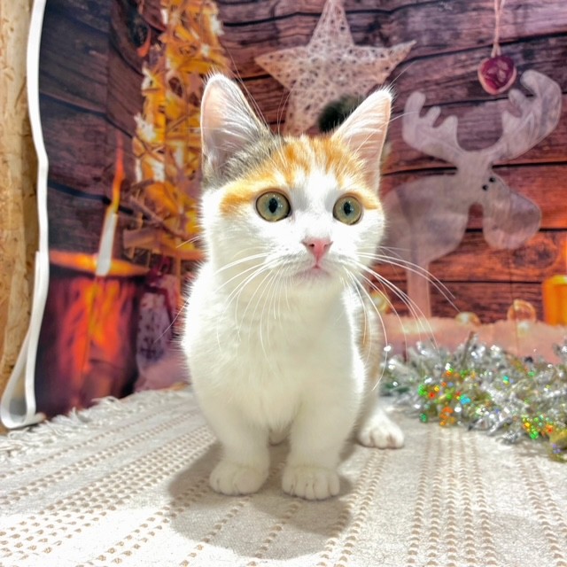 福岡県のマンチカン (犬の家＆猫の里トリアス久山店/2025年8月22日生まれ/女の子/キャリコ)の子猫の3枚目の画像