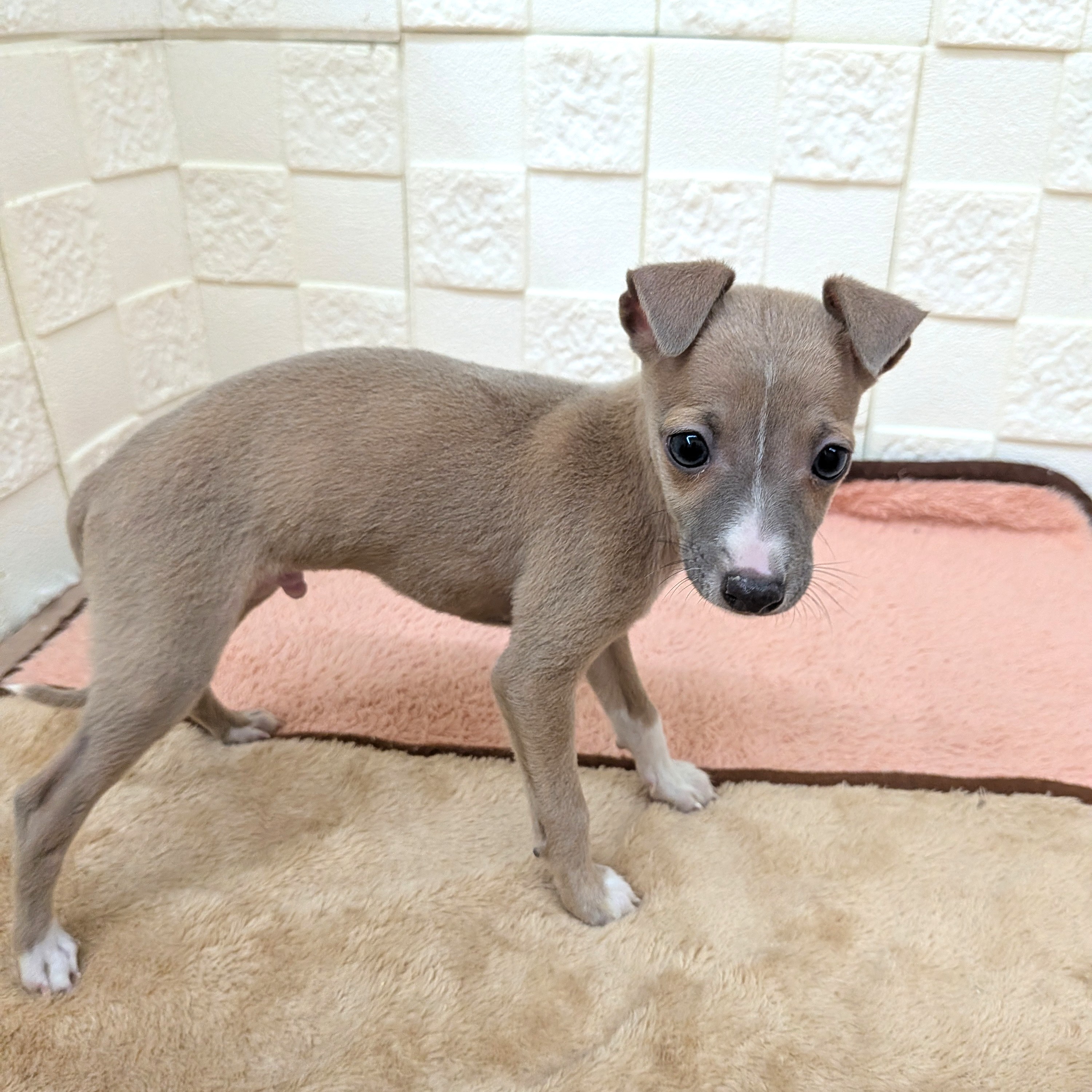 愛知県のイタリアングレーハウンド (犬の家＆猫の里碧南店/2025年11月3日生まれ/男の子/フォーンホワイト)の子犬の3枚目の画像