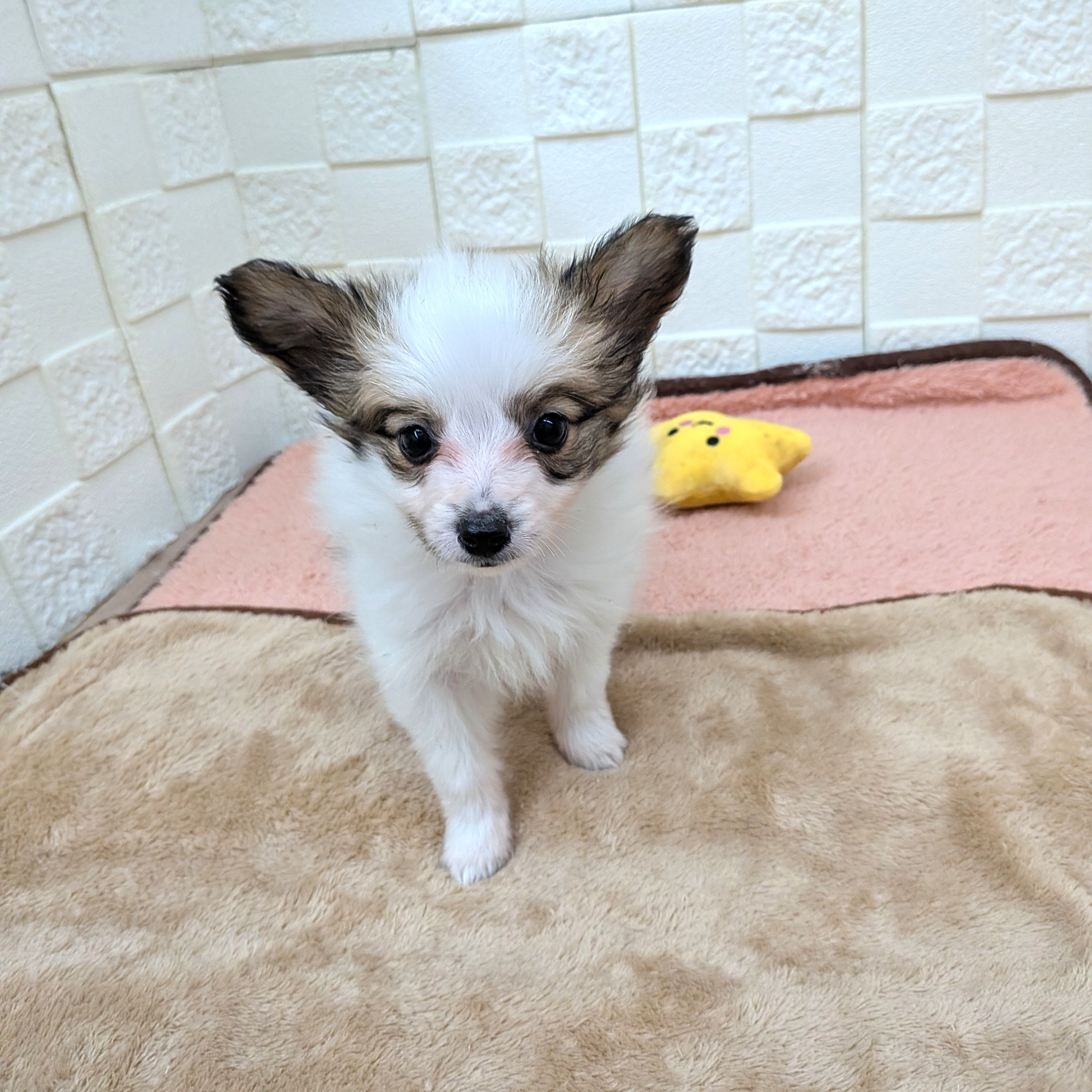 愛知県のパピヨン (犬の家＆猫の里碧南店/2025年11月1日生まれ/女の子/ホワイトブラウン)の子犬の3枚目の画像