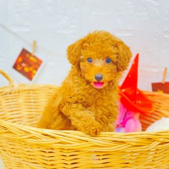 生体画像3