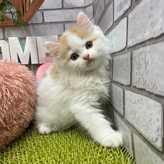 ペット画像3