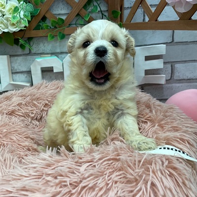 ペット画像3