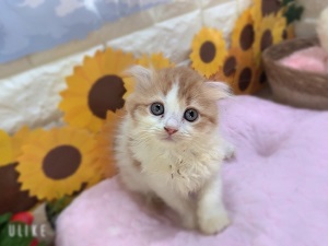 ペット画像3