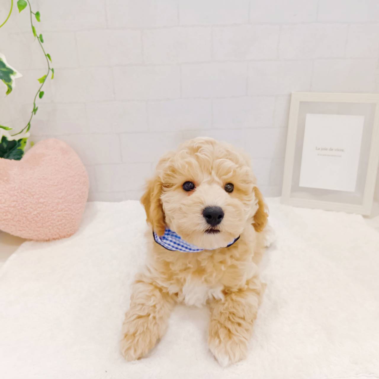 石川県のハーフ犬・ミックス犬 (犬の家＆猫の里金沢店/2025年12月14日生まれ/男の子/カフェオレ)の子犬の3枚目の画像