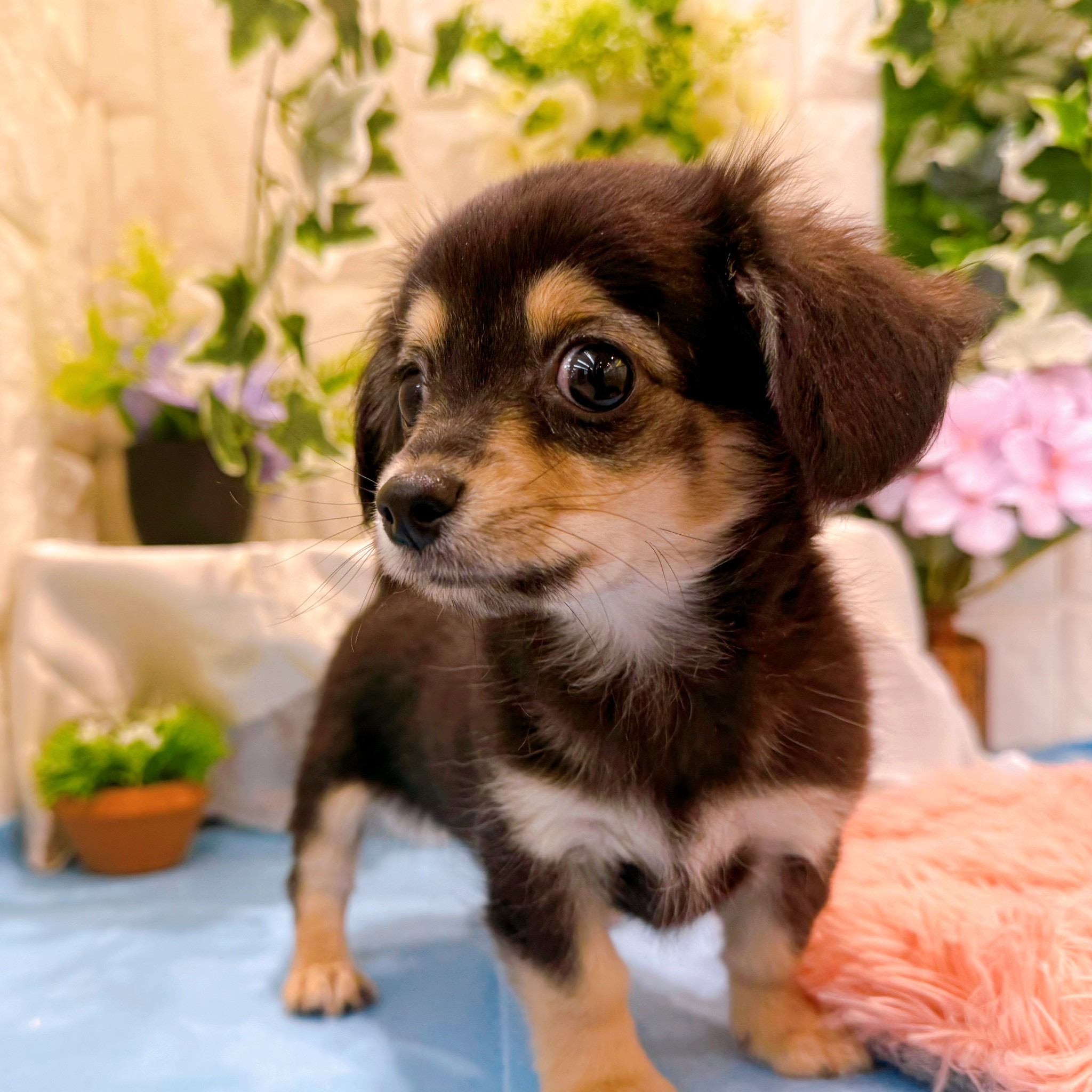 岡山県のチワックス(チワワ×ダックス) (犬の家＆猫の里倉敷店/2026年3月2日生まれ/男の子/ブラッククリーム)の子犬の3枚目の画像