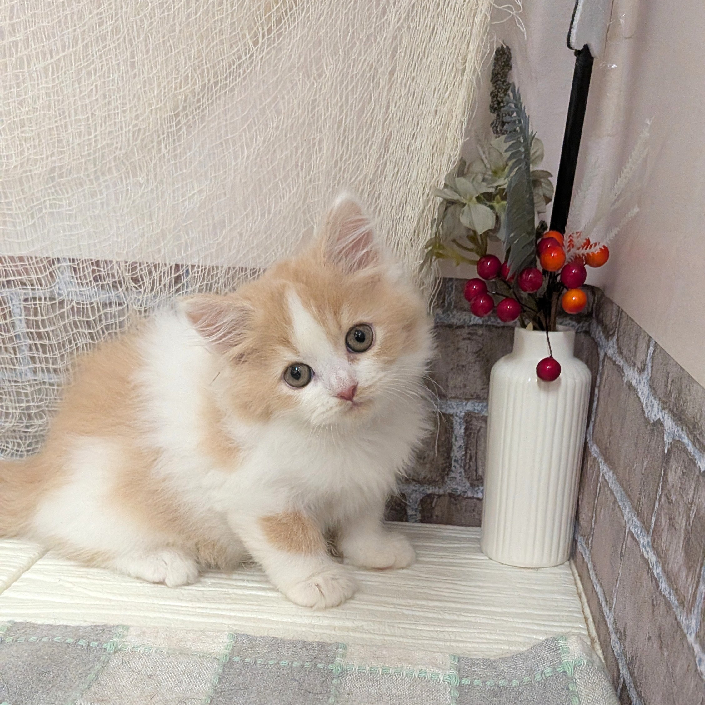 スコティッシュストレート女の子の写真