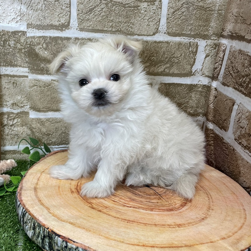 ハーフ犬の画像3