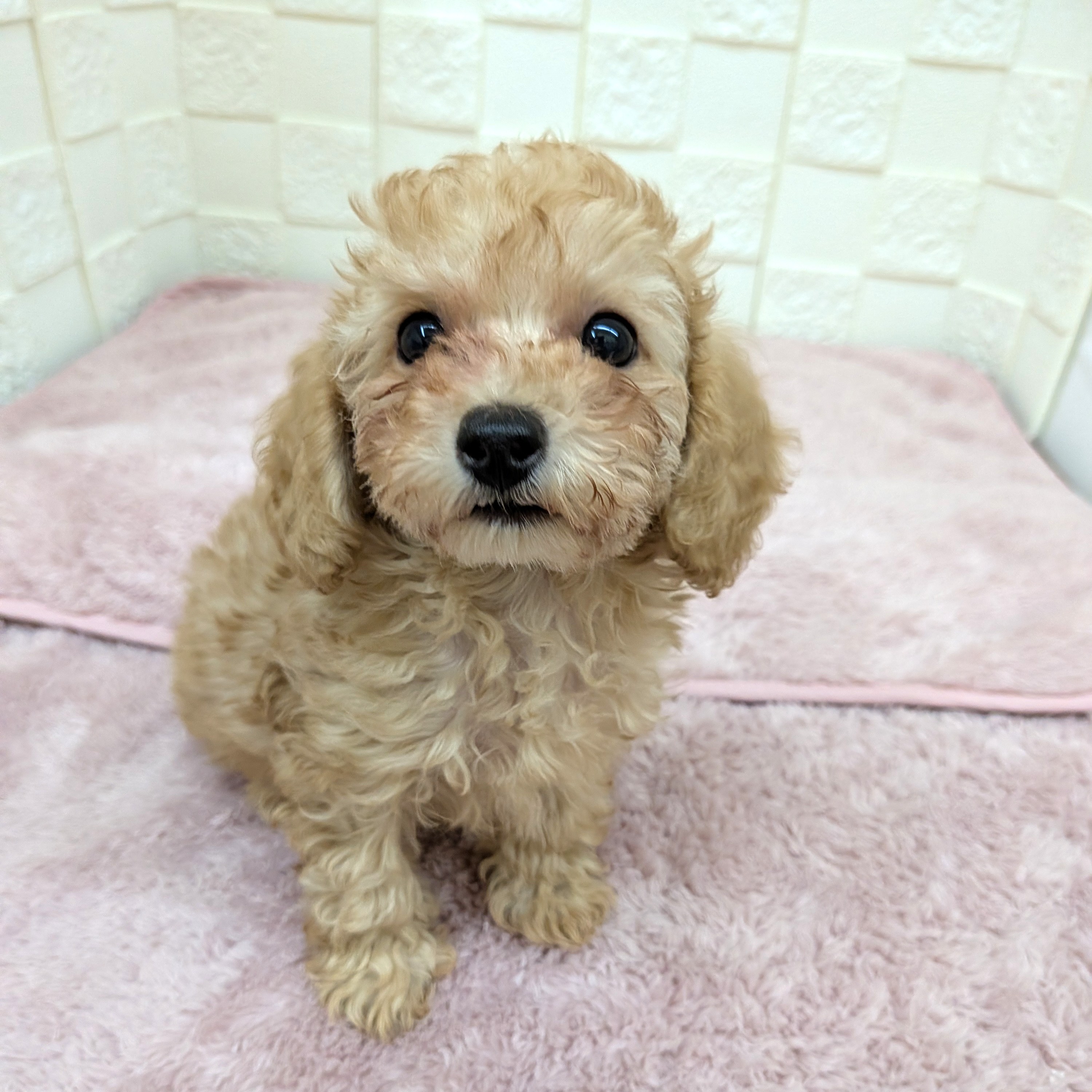 愛知県のトイプードル(トイ) (犬の家＆猫の里碧南店/2025年11月20日生まれ/男の子/オレンジフォーン)の子犬の3枚目の画像