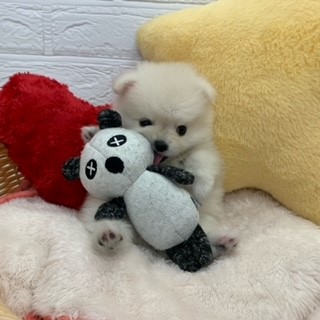 生体画像３