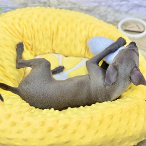 生体画像3