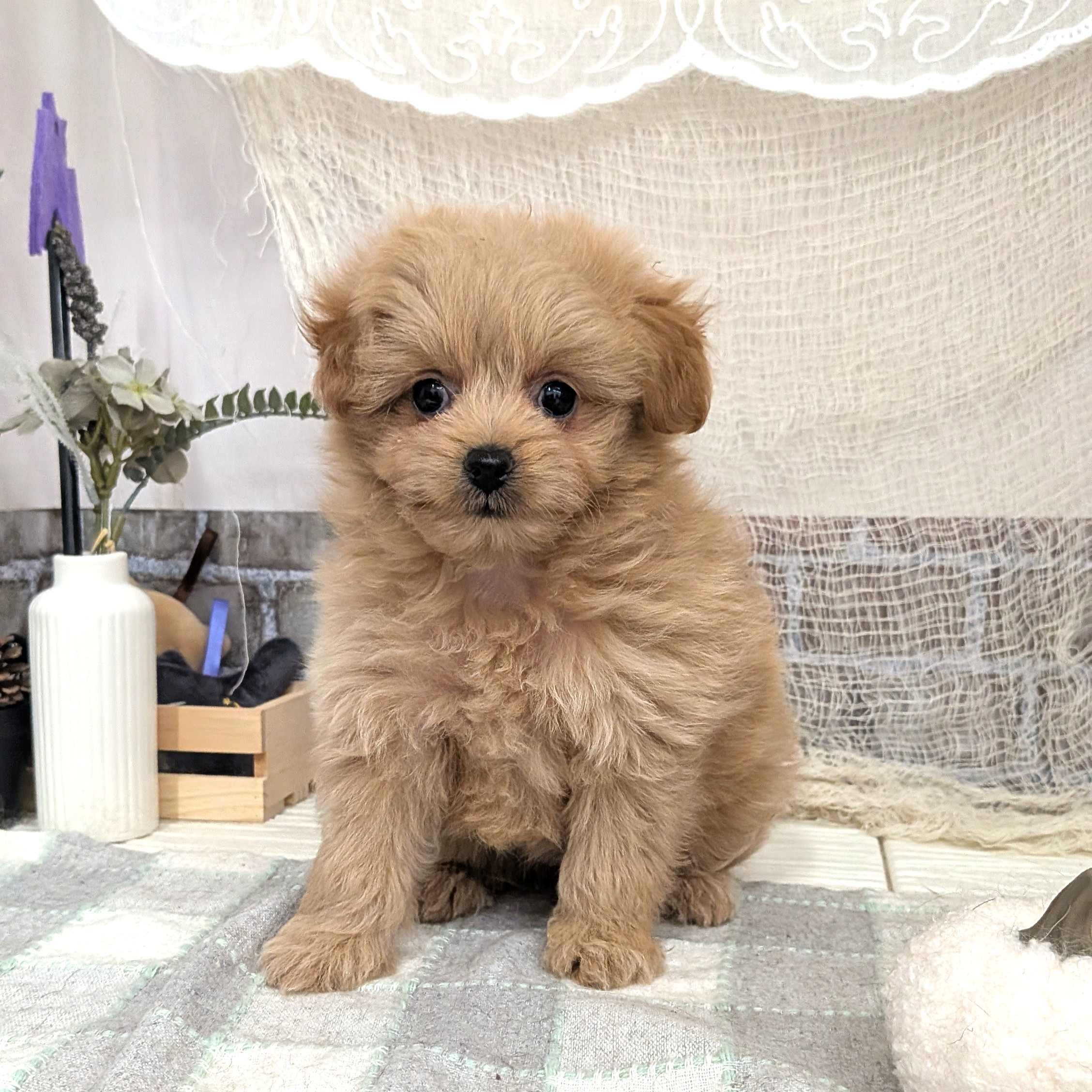 愛知県のポメプー(ポメラニアン×プードル) (犬の家＆猫の里碧南店/2025年8月15日生まれ/女の子/クリーム)の子犬の3枚目の画像