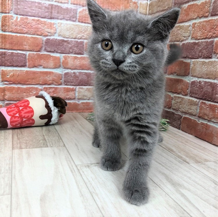 ブリティッシュ ショートヘアの子猫一覧 ペットショップ 犬の家