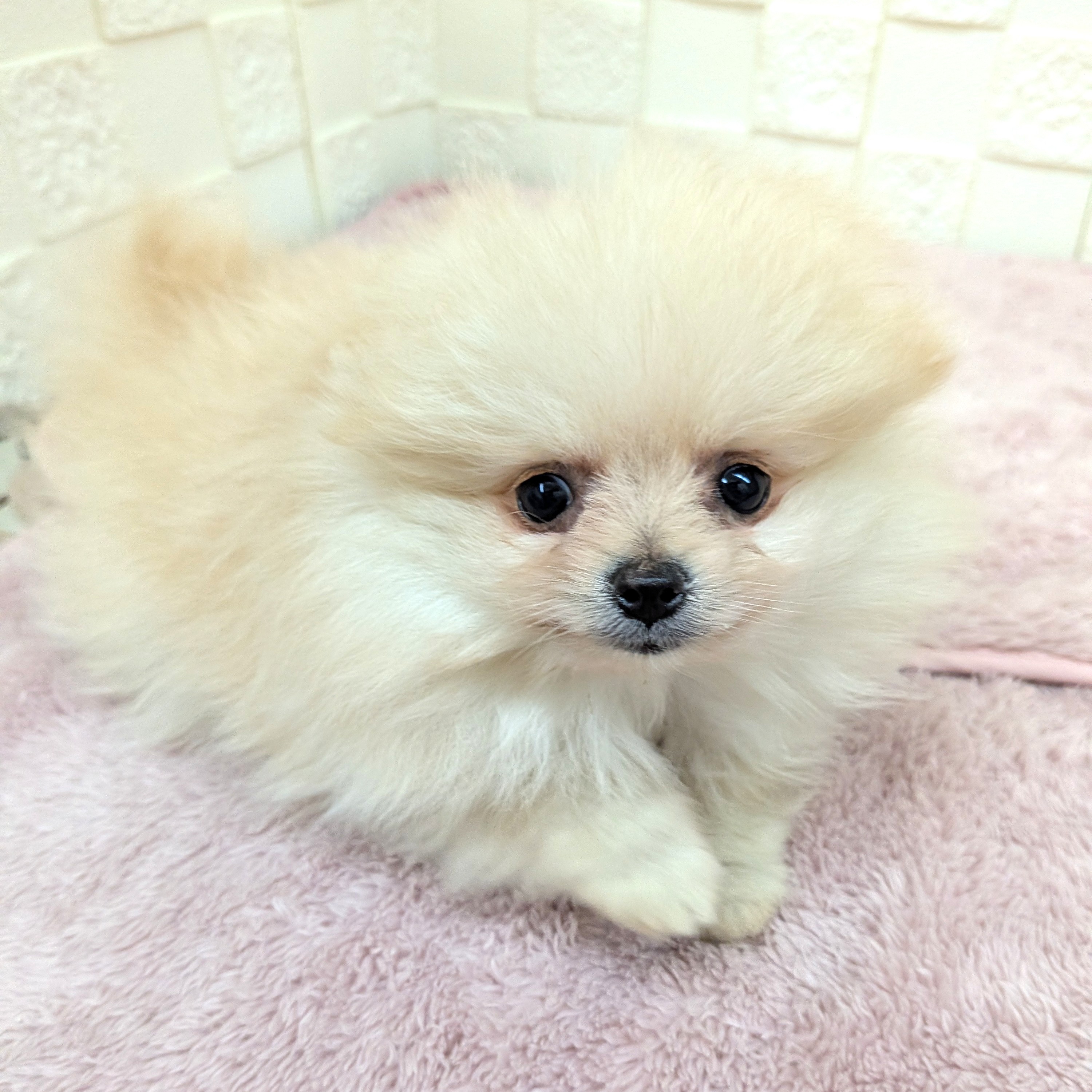 愛知県のポメラニアン (犬の家＆猫の里碧南店/2025年11月25日生まれ/女の子/クリーム)の子犬の3枚目の画像
