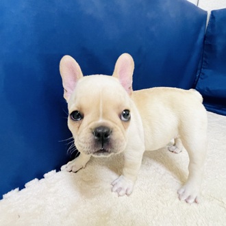 愛知県のフレンチブルドッグ (犬の家＆猫の里一宮店/2026年1月27日生まれ/女の子/クリーム)の子犬の3枚目の画像