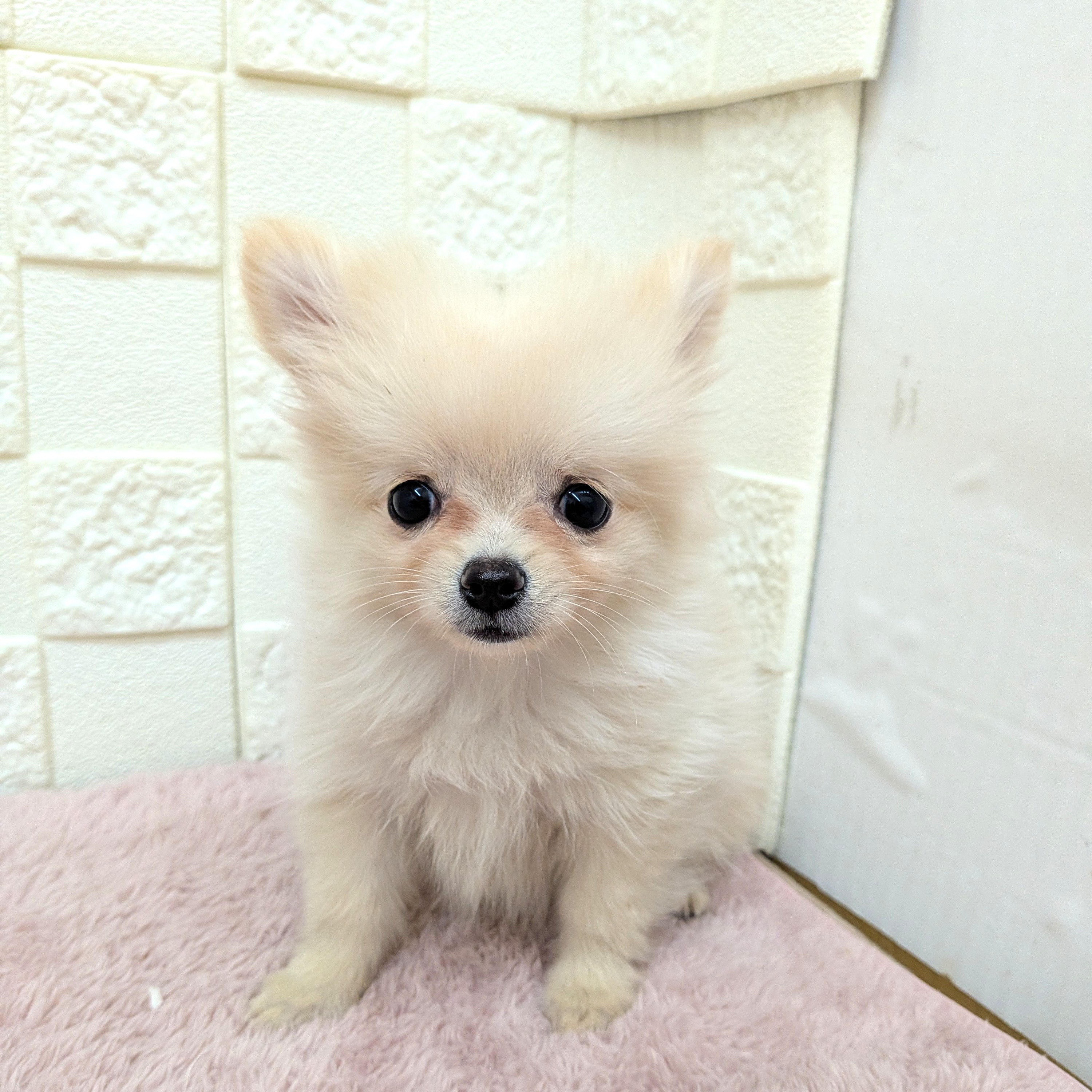 愛知県のポメチワ/チワポメ/ポメチー(ポメラニアン×チワワ) (犬の家＆猫の里碧南店/2025年11月16日生まれ/女の子/クリーム)の子犬の3枚目の画像