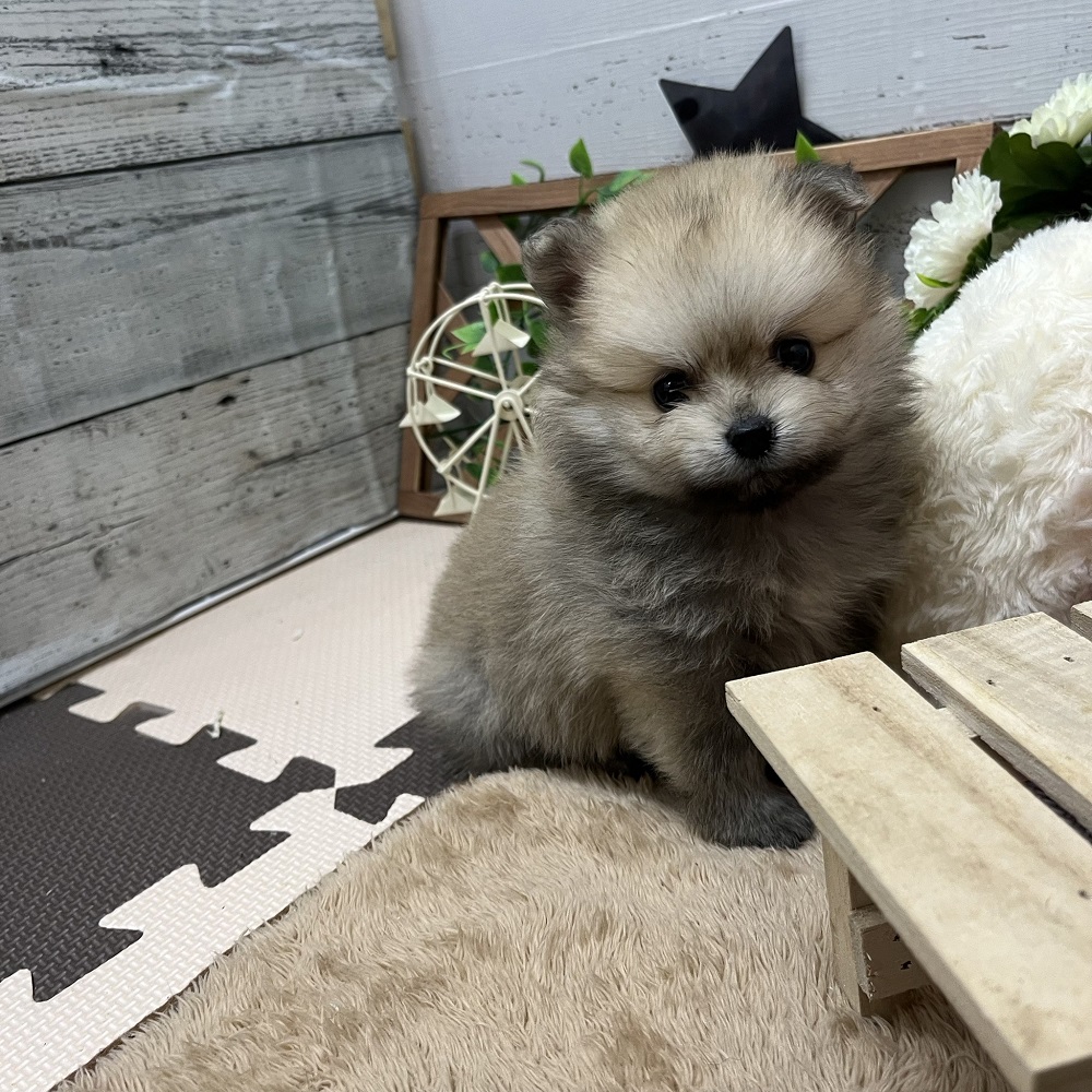 ポメラニアンのたぬき顔の選び方とは きつね顔との違いや特徴について紹介 ペットショップ 犬の家 猫の里 子犬だけでなく子猫の情報もたくさん