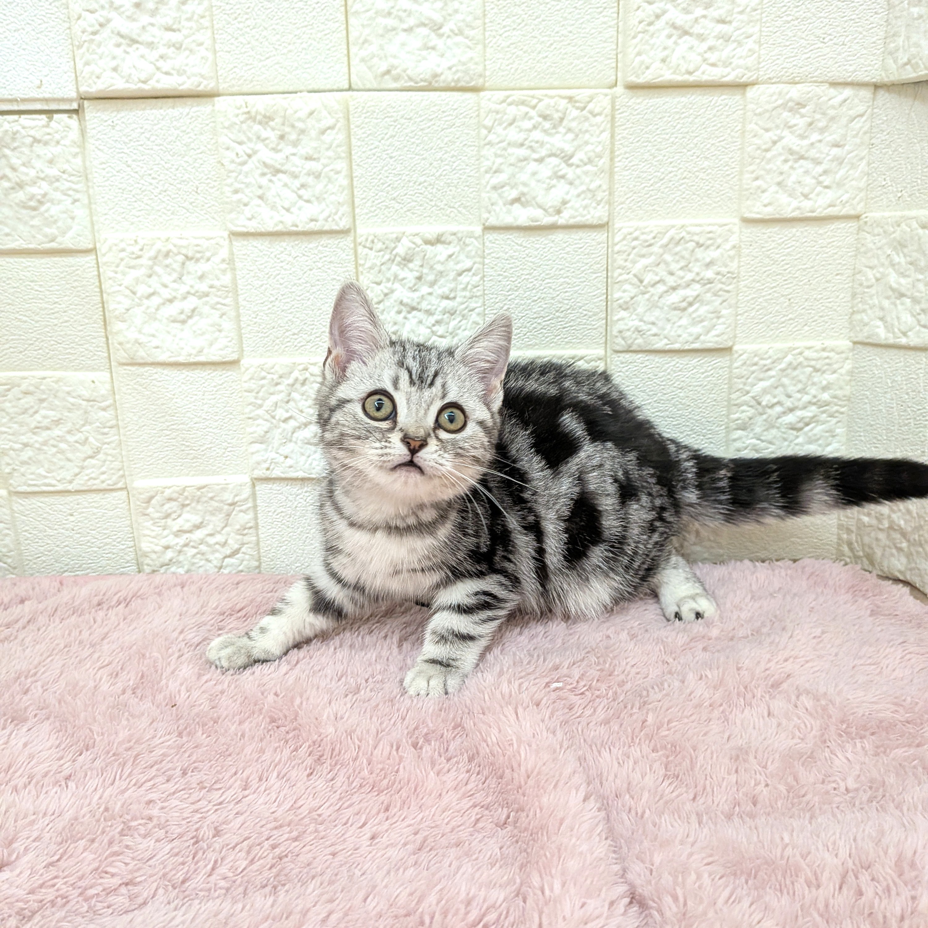 愛知県のアメリカンショートヘアー (犬の家＆猫の里碧南店/2025年11月14日生まれ/女の子/シルバータビー)の子猫の3枚目の画像