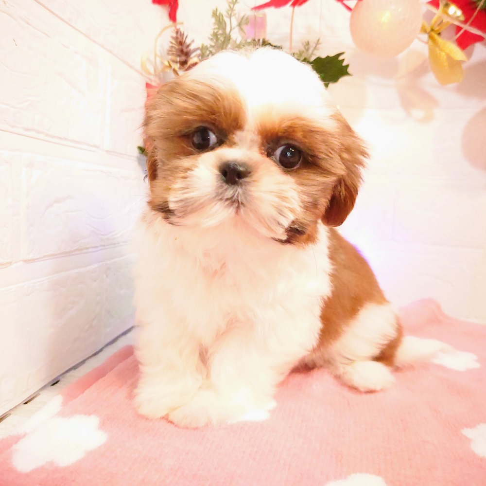 犬の像シー・ズーの子犬＃1185