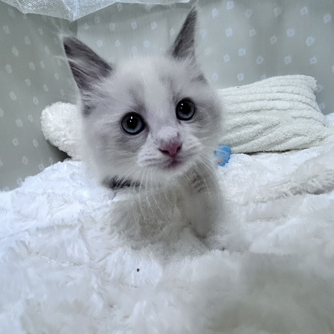愛知県のラグドール (犬の家＆猫の里安城店/2026年2月4日生まれ/男の子/ブルーポイントバイカラー)の子猫の3枚目の画像